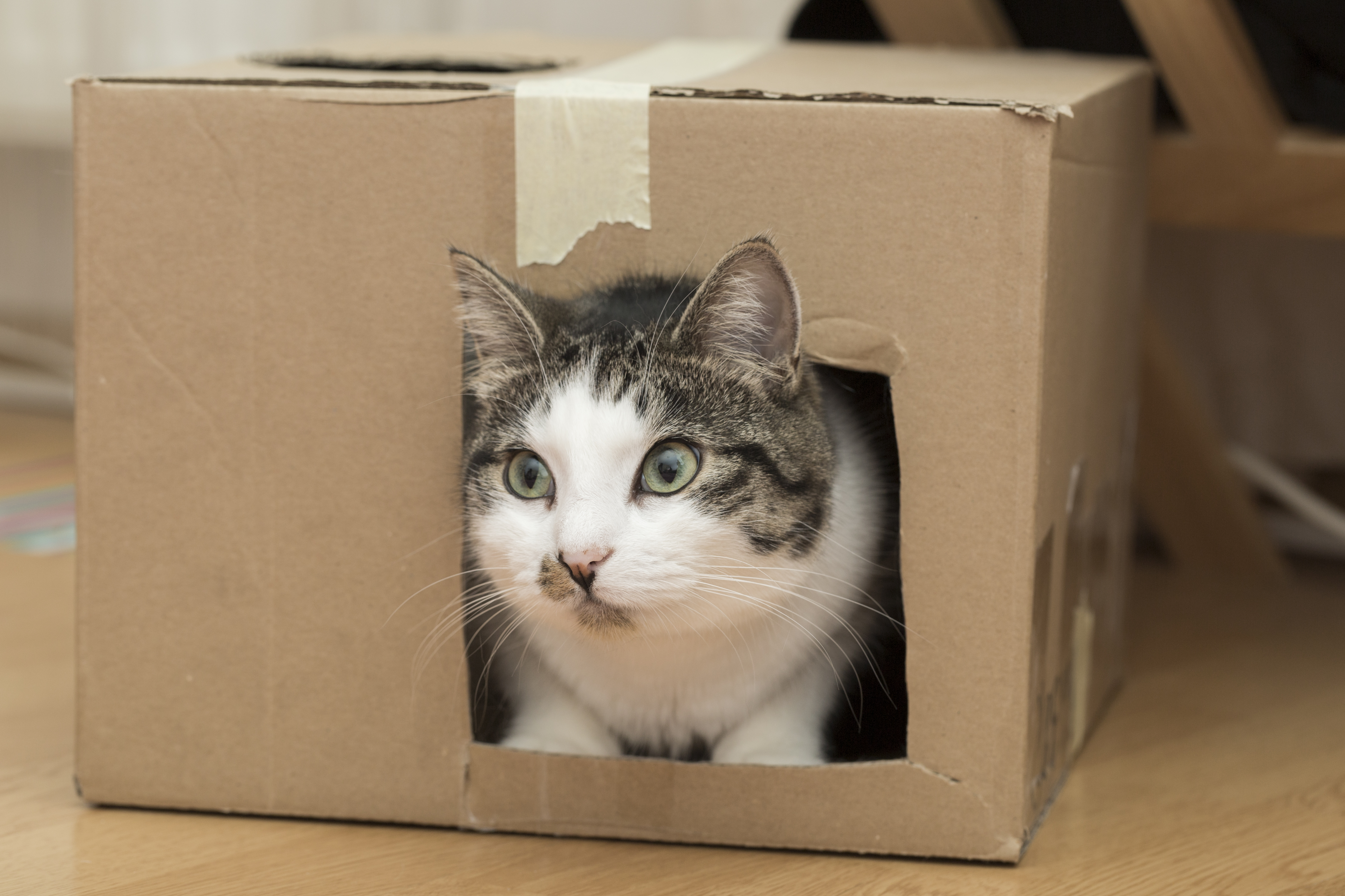 cat cardboard box