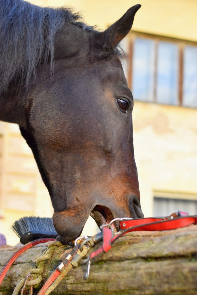 Horse Crib Biting behavioural problem Pet Friendly Future